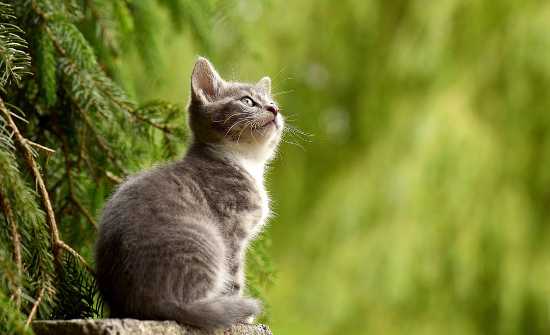 Barf für Katzen